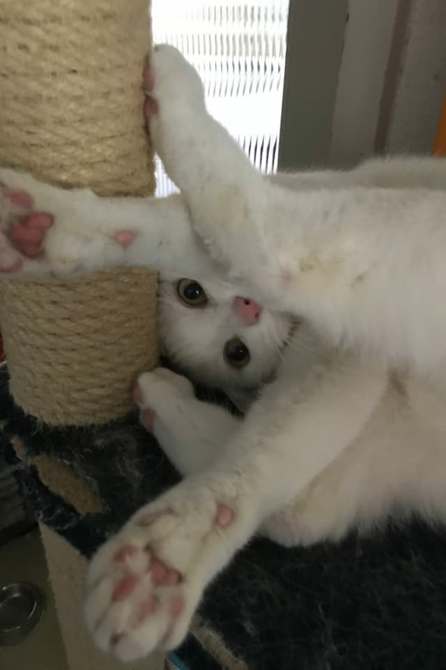 Eine Katze streckt ihre Pfoten hoch.
