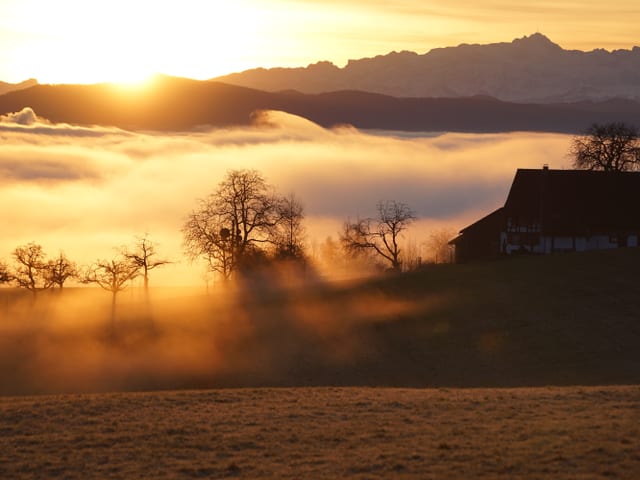 Im goldenen Morgenlicht steht ein Bauernhof unmittelbar an der Nebelobergrenze. Hinter dem Hof liegt ein Nebelmeer, am Horizont ist der Pilkatus zu sehen. Im goldenen Morgenlicht steht ein Bauernhof unmittelbar an der Nebelobergrenze. Hinter dem Hof liegt ein Nebelmeer, am Horizont ist der Pilkatus zu sehen.