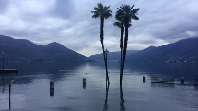 Die Palmen an der Uferpromenade stehen jetzt im Wasser. Die Palmen an der Uferpromenade stehen jetzt im Wasser.
