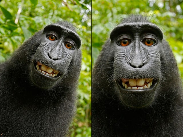 Ein Affe schaut in die Kamera – links noch schräg, rechts dann im leicht gedrehten und zugeschnittenen Bild. Ein Affe schaut in die Kamera – links noch schräg, rechts dann im leicht gedrehten und zugeschnittenen Bild.