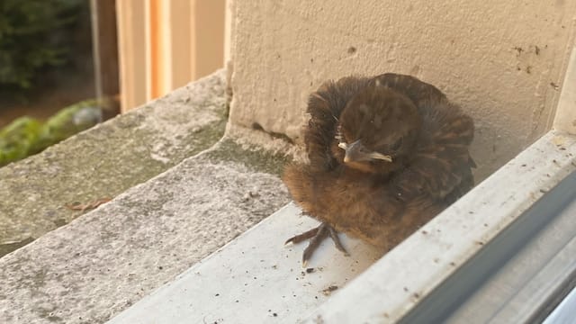Ein Jungtier ist aus dem Nest gefolgen und sitzt auf einer Fensterbank.