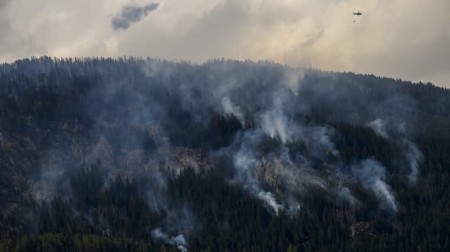 Waldbrand in Bitsch im Wallis: Eine Chance für die Natur?
