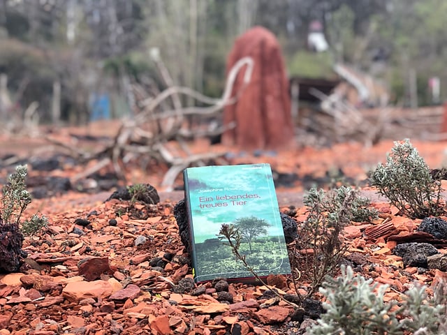 Josephine Rowes Roman «Ein liebendes, treues Tier» liegt in einer typischen australischen Landschaft Josephine Rowes Roman «Ein liebendes, treues Tier» liegt in einer typischen australischen Landschaft