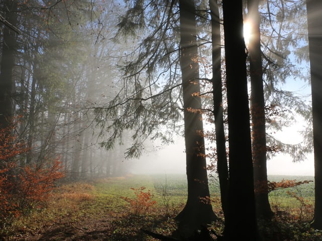 Waldrand im Dunst, die Sonne hinter den Bäumen.