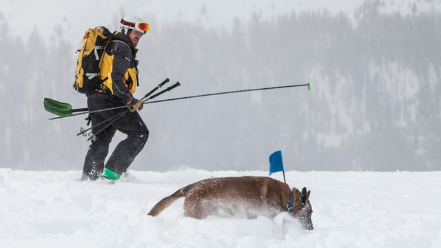 Retter und Lawinenhund in Bewegung Retter und Lawinenhund in Bewegung