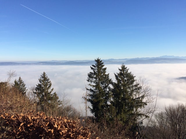 Zürichsee im Nebelmeer von der Felsenegg aus fotografiert