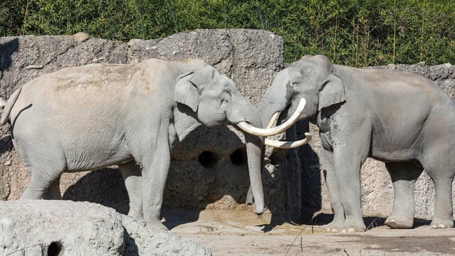 Elefantenbulle Maxi wird 50 Jahre alt