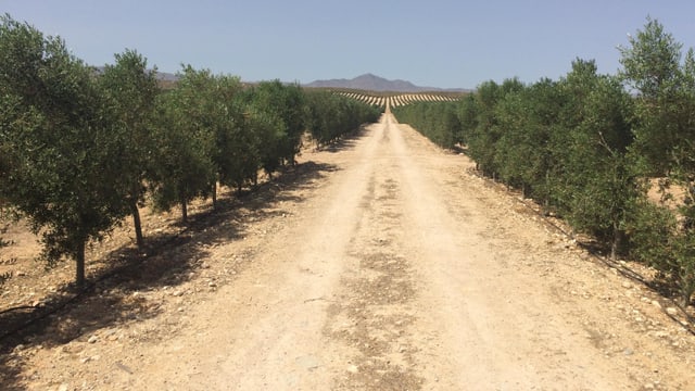 Video «Kampf ums Wasser – Olivenanbau extrem in Andalusien» abspielen Video «Kampf ums Wasser – Olivenanbau extrem in Andalusien» abspielen