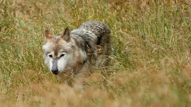Ein Wolf schleicht über eine Wiese. Ein Wolf schleicht über eine Wiese.