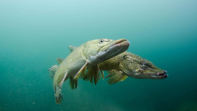 Zwei Hechte in blau-grünem Wasser. Zwei Hechte in blau-grünem Wasser.