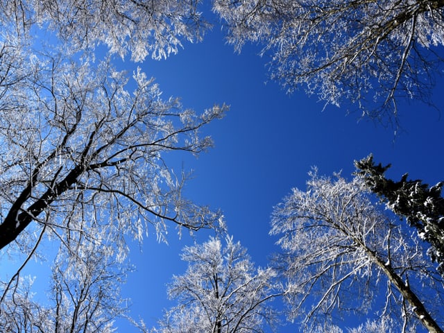 Bäumi mit Schnee von unten. Blauer Himmel.