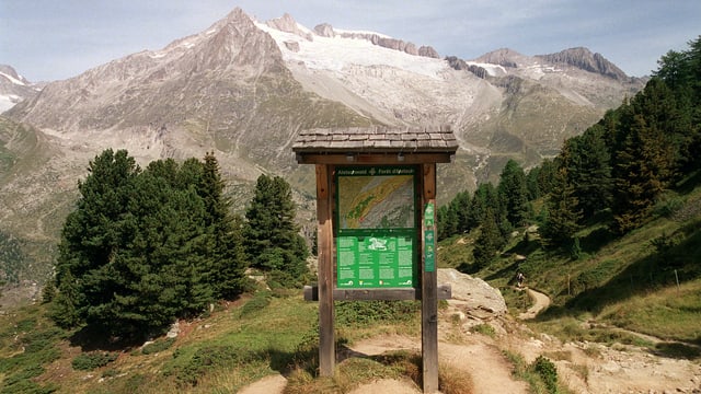 Der Aletschwald. Der Aletschwald.