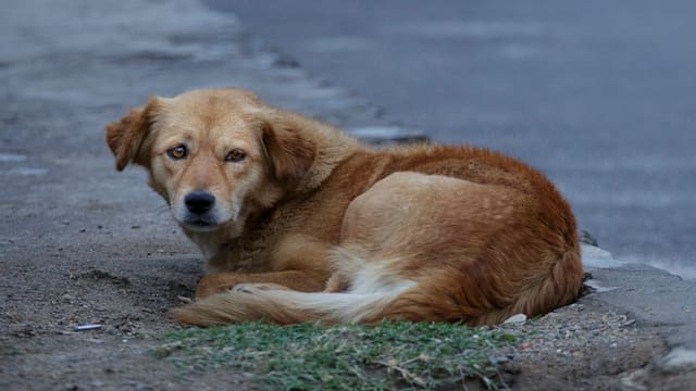 Tiere In Koran Und Bibel Warum Muslime Katzen Lieben Und Hunde Weniger News Srf