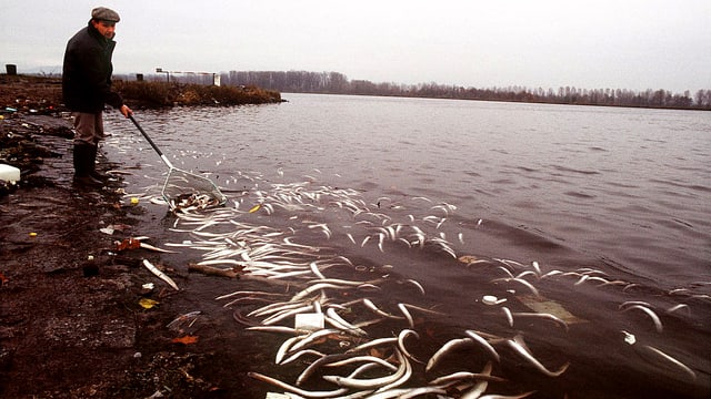 Hunderte verendeter Aale treiben an den Ufern des Rheins.