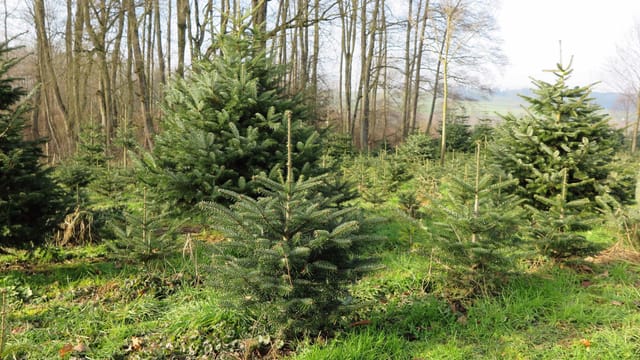 Kleine Tanne im Vordergrund, grössere Tanne im Hintergrund, daneben weitere Tannenbäume Kleine Tanne im Vordergrund, grössere Tanne im Hintergrund, daneben weitere Tannenbäume