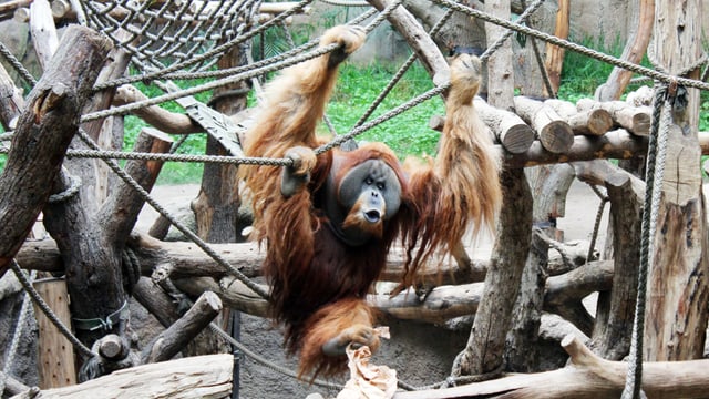 Orang Utan-Männchen Bimbo im Zoo Leipzig Orang Utan-Männchen Bimbo im Zoo Leipzig