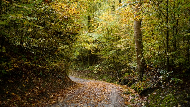Wald. Es fürht ein schmaler weg zwischen Bäumen hindurch. Wald. Es fürht ein schmaler weg zwischen Bäumen hindurch.