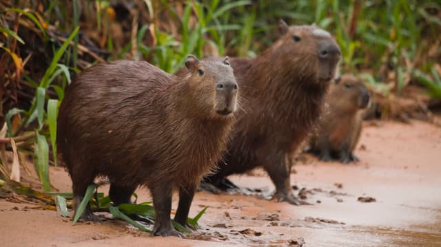 Video «Die Wasserwelt des Pantanal» abspielen Video «Die Wasserwelt des Pantanal» abspielen