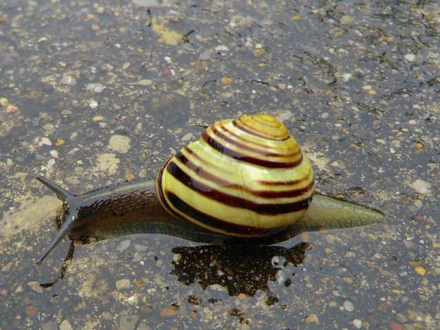 Schnecke