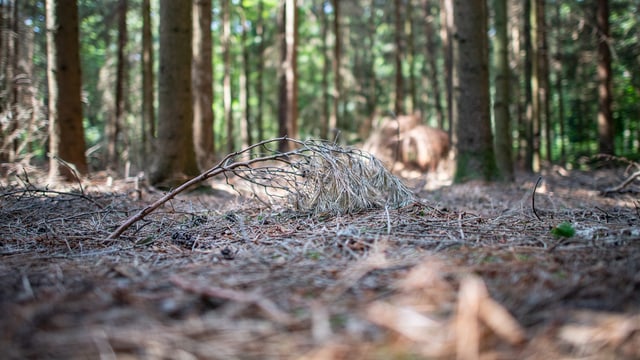 Ein trockener Waldboden. Ein trockener Waldboden.
