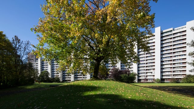 Telliüberbauung. Grosse Wohnblöcke. Im Vordergrund steht ein Baum. Telliüberbauung. Grosse Wohnblöcke. Im Vordergrund steht ein Baum.