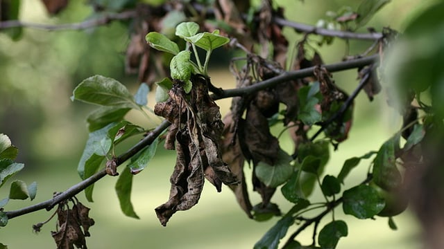 Apfelbaum mit Feuerbrand Apfelbaum mit Feuerbrand