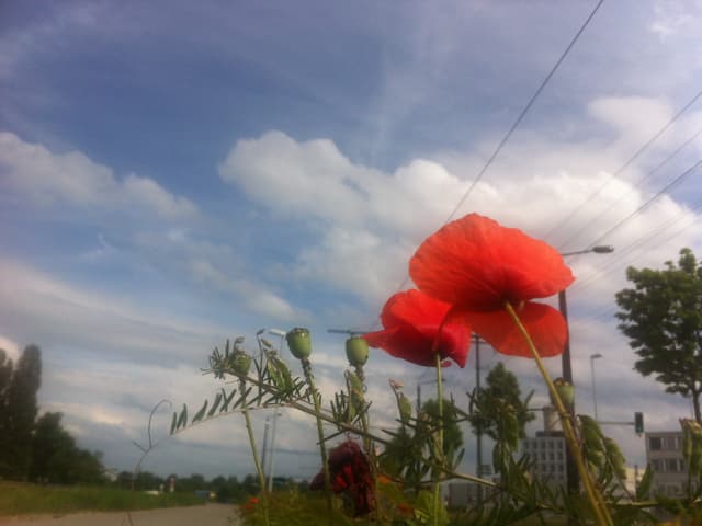 Blühender Möhn am Wegrand, blauer Himmel und Quellwolken darüber.