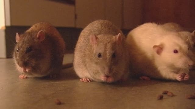 Drei Ratten der holländischen Polizei Drei Ratten der holländischen Polizei