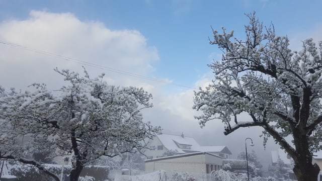 Schnee auf den blühenden Obstbäumen. Schnee auf den blühenden Obstbäumen.