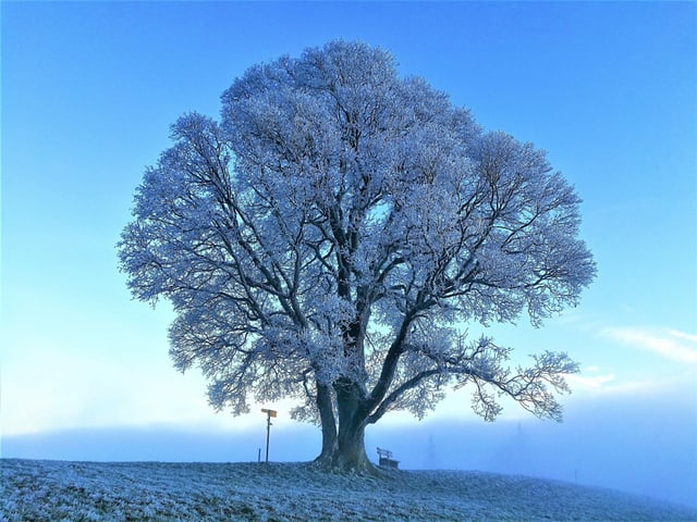Baum mit Reif an den Ästen. Dieser steht auf Wiese, ebenfalls mit Reif. Dahinter Nebelrand.