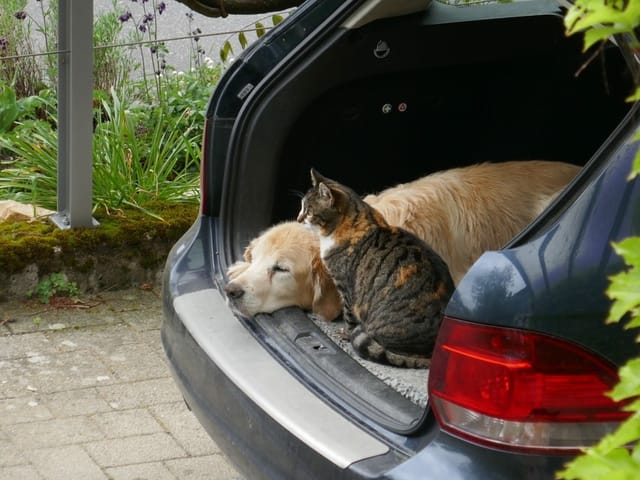 Ein Hund und eine Katze im Kofferraum.