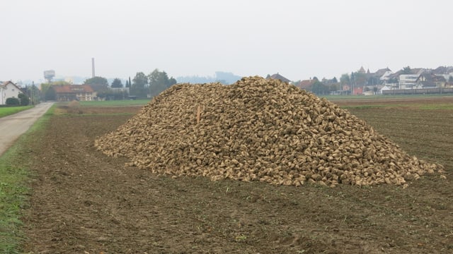 Ein Haufen Zuckerrüben auf einem Feld. Ein Haufen Zuckerrüben auf einem Feld.