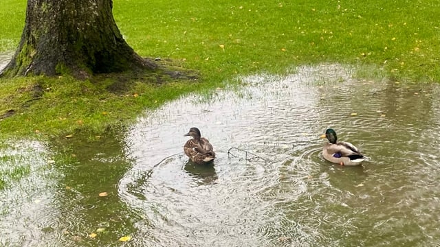 Zwie Enten schwimmen auf einem temporären See auf einer Wiese.