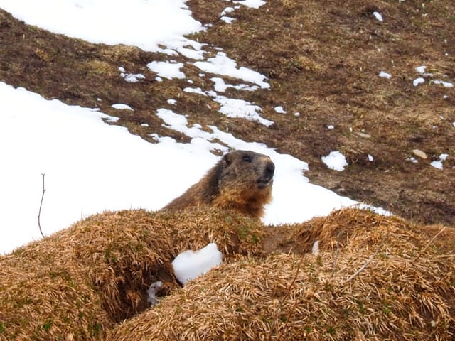 Murmeltiere halten einen ausgedehnten Winterschlaf, der zwischen sechs und sieben, aber auch bis zu neun Monate dauern kann. Ob "unser" Mungg auf der Calandaalp gerade erwacht ist?