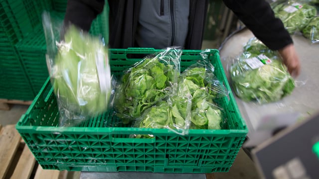 Kopfsalat in einer Kiste Kopfsalat in einer Kiste