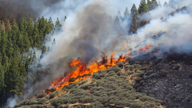 Waldbrand an einem Hang Waldbrand an einem Hang