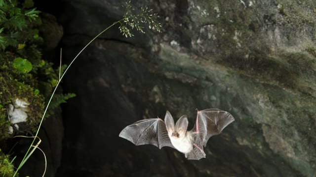 Fliegende Fledermaus Fliegende Fledermaus