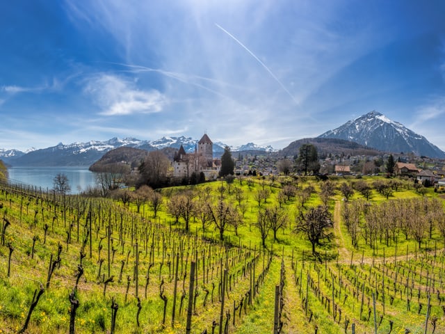 Im Vordergrund Rebberge, im Hintergrund der Thunersee.