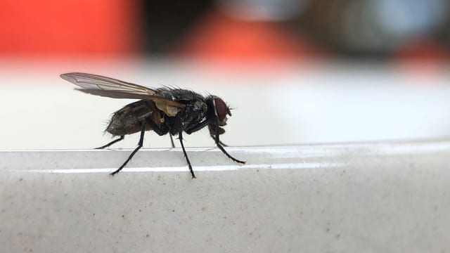 Fliege vor verschwommenem Hintergrund Fliege vor verschwommenem Hintergrund