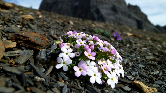 Alpen-Mannsschild ist eine typische Hochgebirgs-Art auf saurem Gestein wie Granit oder Gneis. Alpen-Mannsschild ist eine typische Hochgebirgs-Art auf saurem Gestein wie Granit oder Gneis.