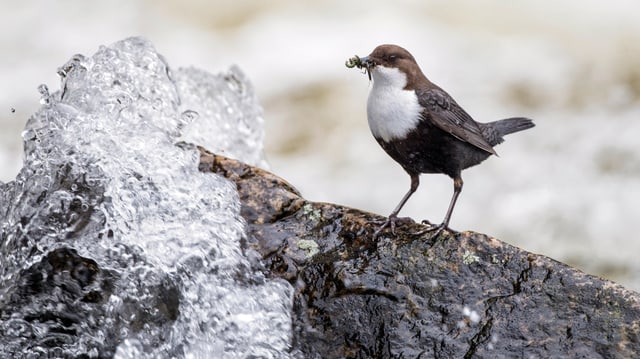 Zu sehen eine Wasseramsel. Zu sehen eine Wasseramsel.