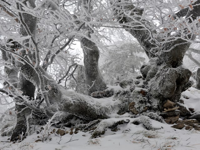 Baumstrunk und Äste sind mit einer Schneeschicht überzogen.