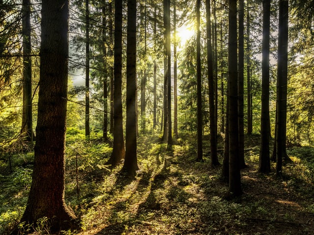 Wald, Sonne scheint durch die Baumstämme. Wald, Sonne scheint durch die Baumstämme.