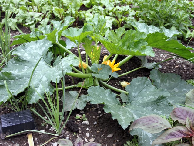 Zucchettiblumen
