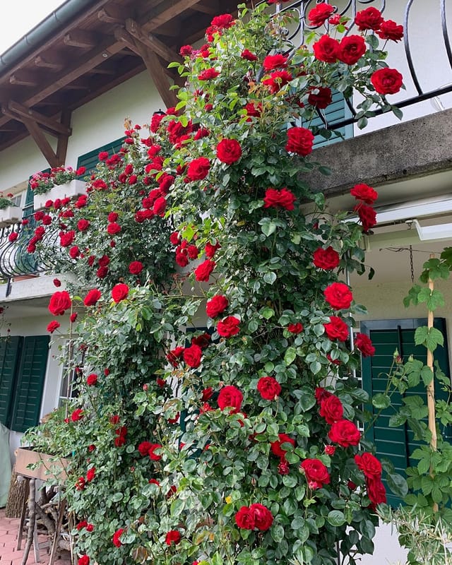 Kletterrosen.