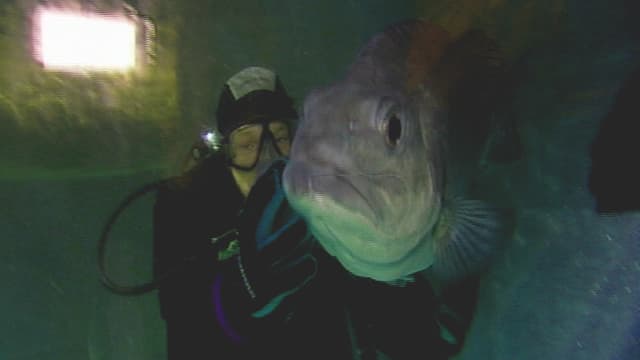 Der Fischflüsterer Der Fischflüsterer