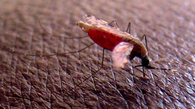 Eine Malaria-Mücke. Eine Malaria-Mücke.