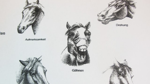 Ann Schneider erklärt die Sprache der Pferde