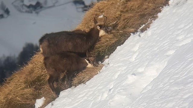 Gämse liegen mit dem Kopf im Schnee Gämse liegen mit dem Kopf im Schnee