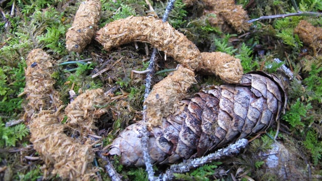 Frische Kotspuren von Auerhühnern Frische Kotspuren von Auerhühnern